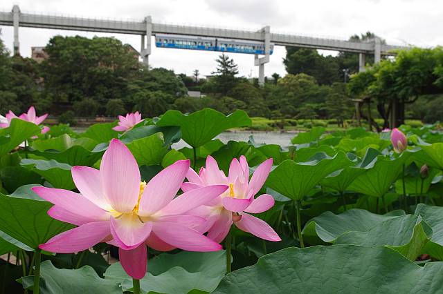 千葉公園のハス