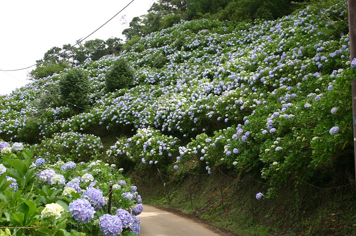 麻綿原（まめんばら）高原