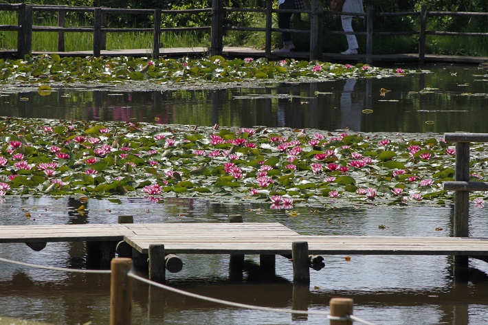 清水公園のスイレン