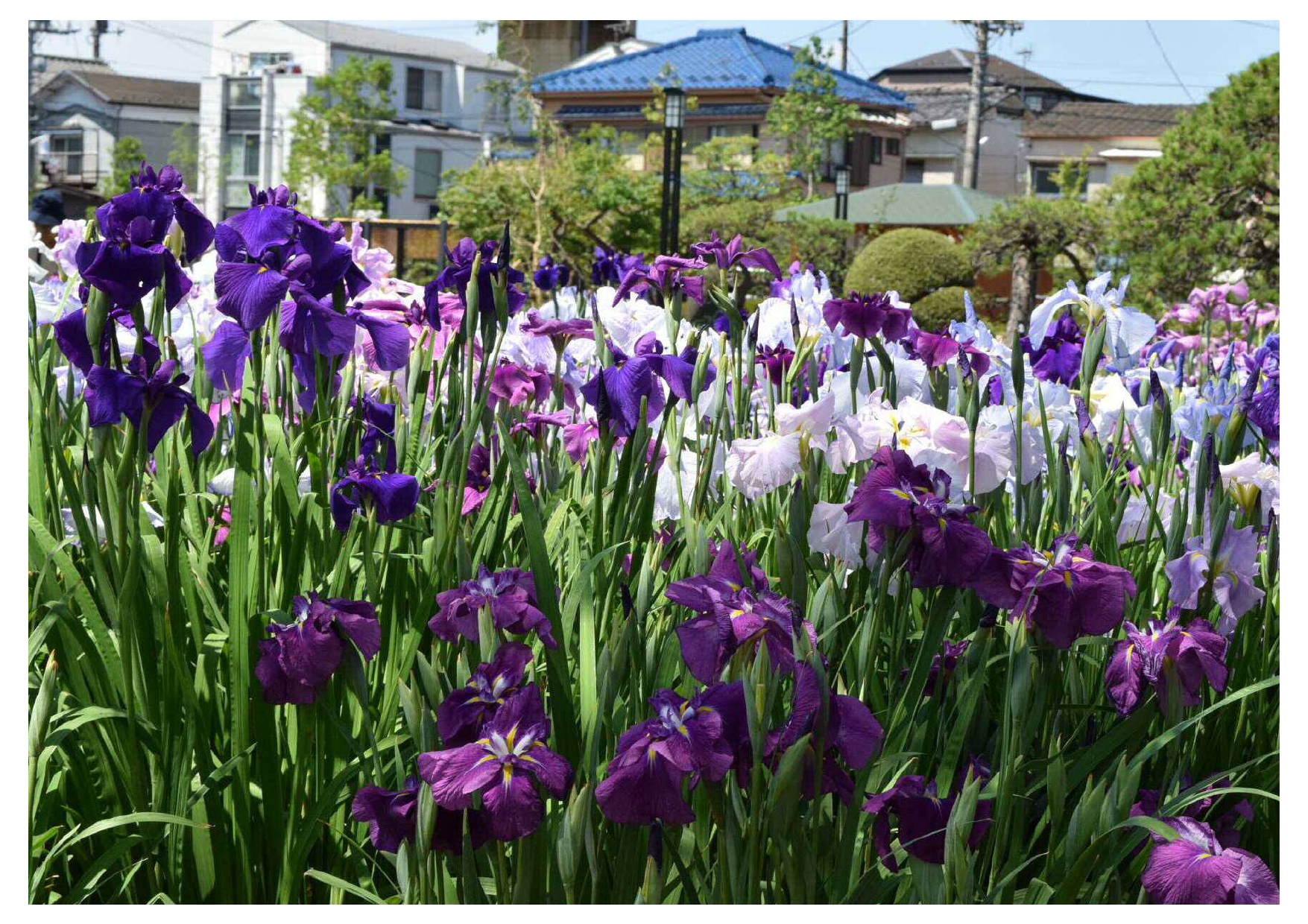 堀切菖蒲園のショウブ