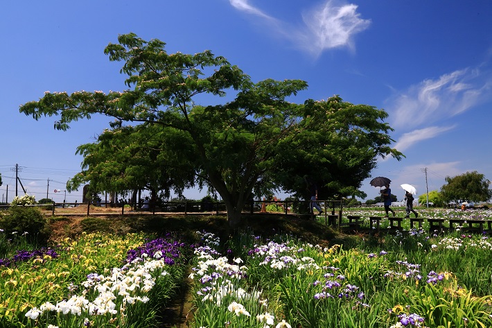 菖蒲城址あやめ園のアヤメ