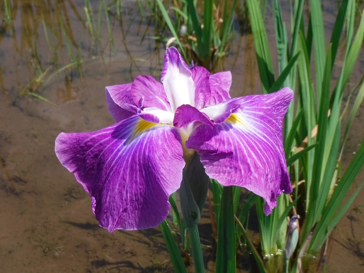 小岩菖蒲園のショウブ1