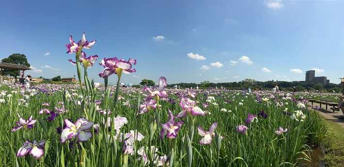 小岩菖蒲園のショウブ3