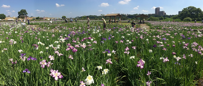 小岩菖蒲園のショウブ2