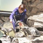 すみだ水族館の飼育スタッフは、ペンギン一羽一羽、どの子がどのくらいの量を食べたか確認しながらエサをやります。