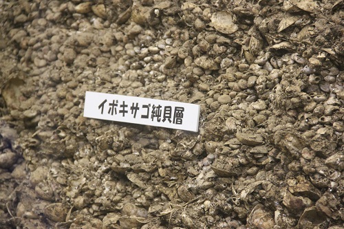 縄文人が良く食べていたイボキサゴ貝