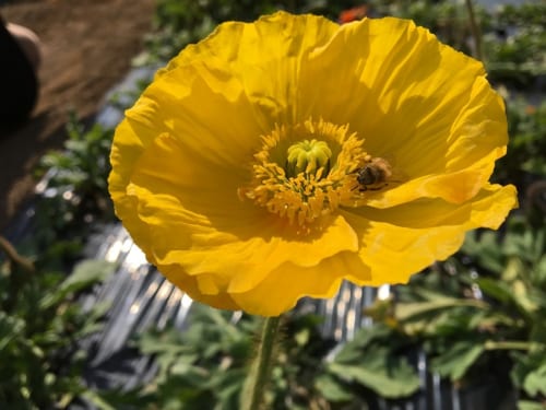 館山ファミリーパークに咲く無数のポピー。お花摘みが楽しめます。