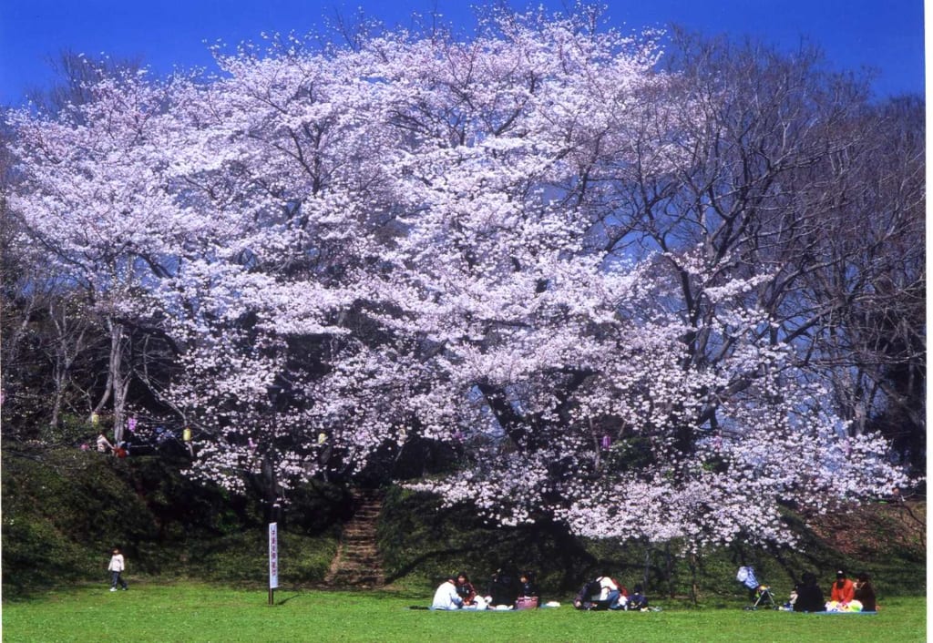 【佐倉城址公園】桜まつりイベント情報2020／千葉県お花見スポット ちいき新聞web