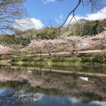 花島公園の桜