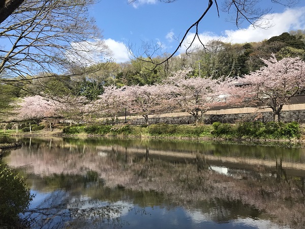 花島公園の桜