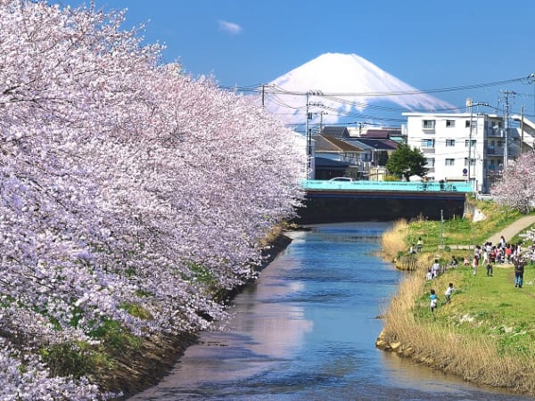 千葉県木更津市の矢那川公園に咲く桜と富士山の絶景