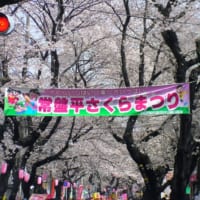 千葉県松戸市の常盤平さくら通りのさくらまつり