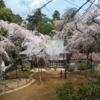 千葉県四街道市の福星寺と桜