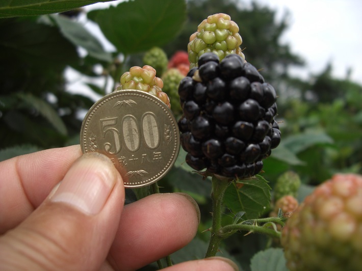 500円玉ほどあるブラックベリー