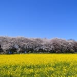 幸手権現堂桜堤の桜