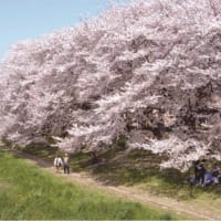 お花見スポットとして人気の埼玉県越谷市にある北越谷元荒川堤