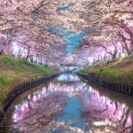 海老川ジョギングロードの桜