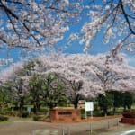 埼玉県三郷市の早稲田公園の桜の木