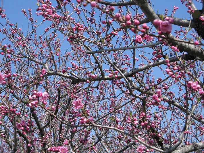 キレイに咲く花桃