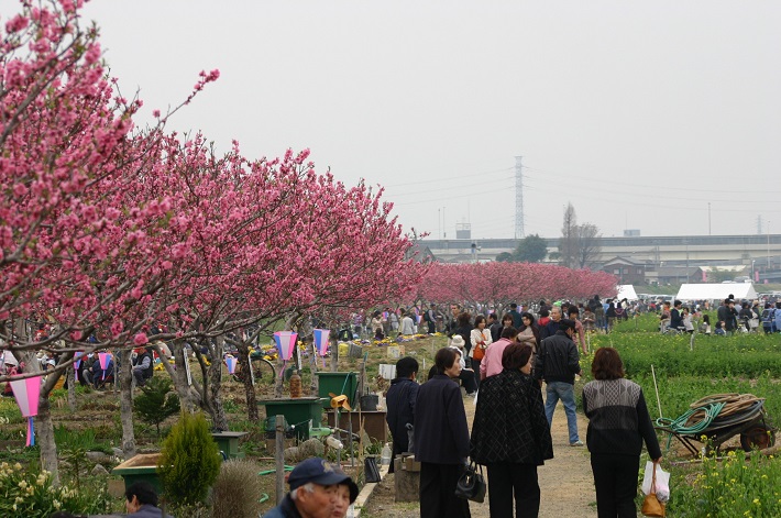 花桃まつり過去の様子