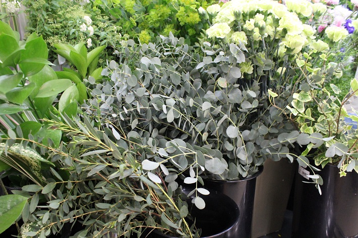 ドライフラワーに向く植物「ユーカリ」