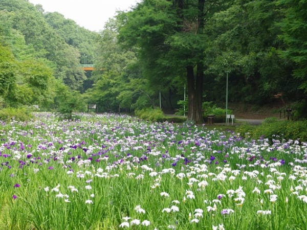 泉自然公園のハナショウブ