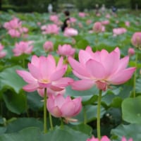 埼玉県行田市の古代蓮の里に咲くピンクのハスの花