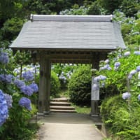麻綿原高原のアジサイ