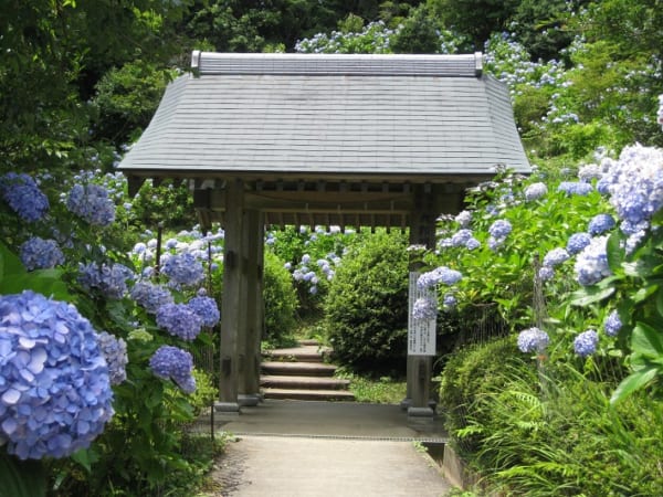 麻綿原高原のアジサイ