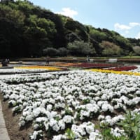 広大な敷地を誇る21世紀の森と広場は豊かな自然に息づくさまざまな植物や虫が観察できます