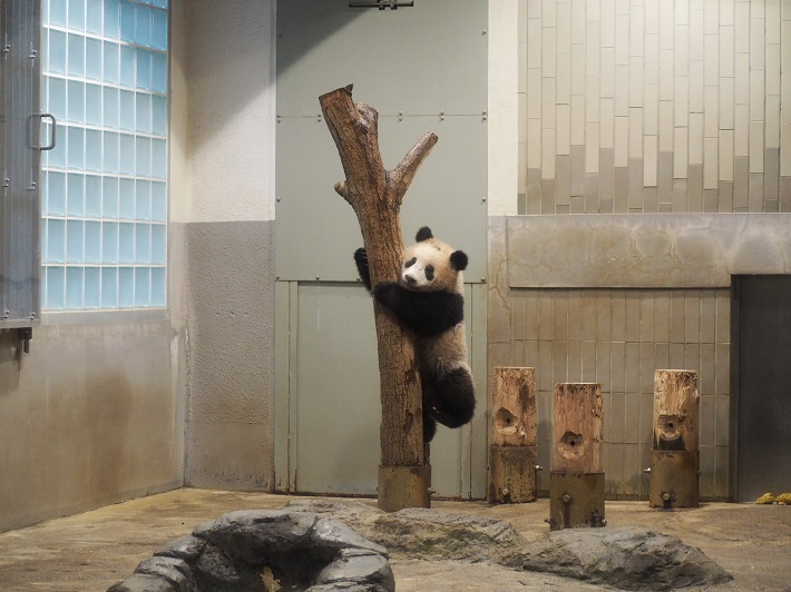 2018年3月16日撮影 上野動物園シャンシャンの木登り