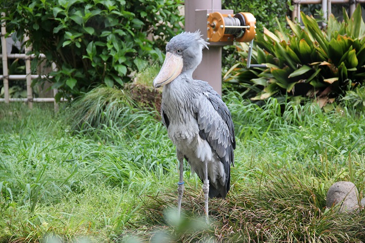 上野動物園 ハシビロコウ 動かない鳥として有名なハシビロコウは上野動物園の人気者
