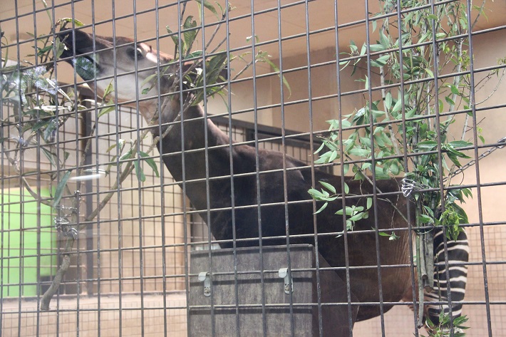 上野動物園のオカピ。長い舌を使って器用に草を食べます