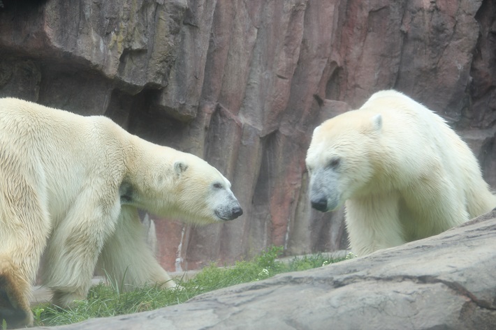 上野動物園 ホッキョクグマ 2頭のホッキョクグマは泳ぐのが得意