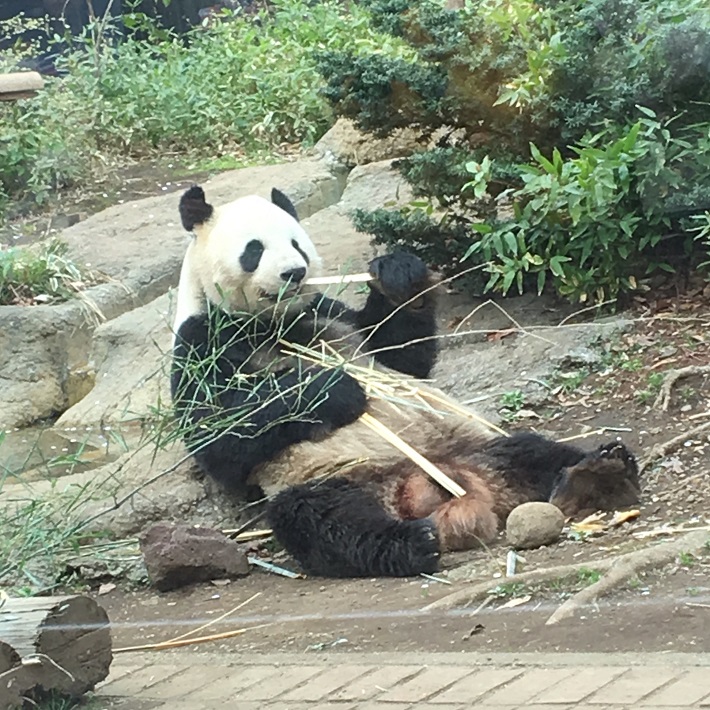 2018年3月27日撮影 上野動物園リーリー。リーリーはシャンシャンのパパ。