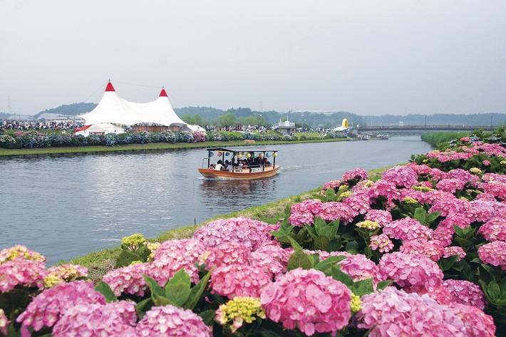 第34回ふるさと多古町あじさい祭りでは、町の花あじさいがお出迎え