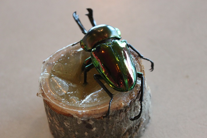 オーストラリアのニジイロクワガタは、昆虫ドームで開催される昆虫講座で登場するよ