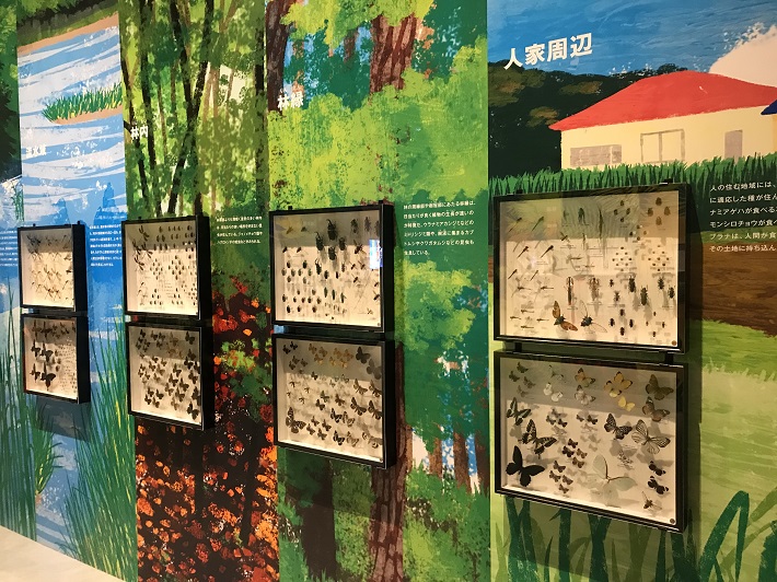 特別展「昆虫」に展示してある標本はおよそ5万点