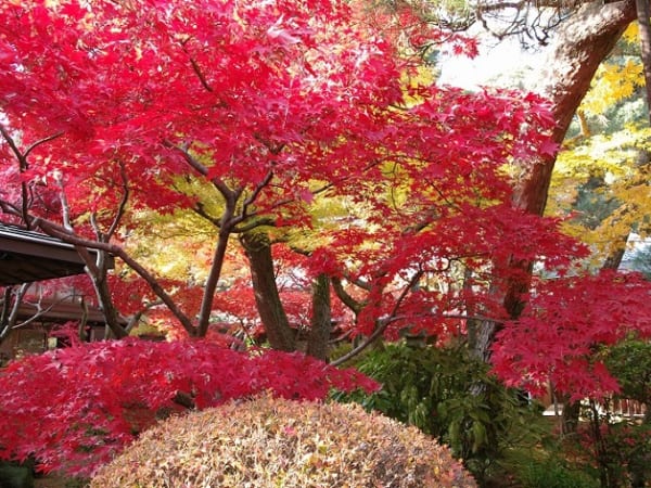 紫陽花で有名な千葉県松戸市の本土寺は秋には紅葉の名所となります