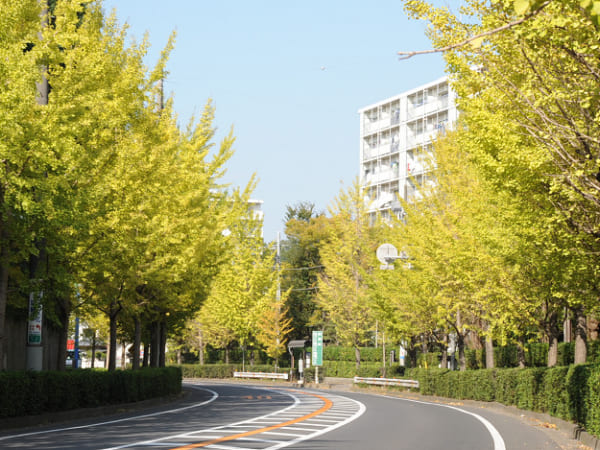 茨城県取手市の常総ふれあい道路の美しいイチョウ並木