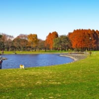 葛飾区の水元公園はおすすめの紅葉スポットです