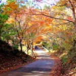 千葉県市原市の養老渓谷と梅ヶ瀬渓谷はハイキングしながら紅葉狩りを楽しめる人気の紅葉名所です