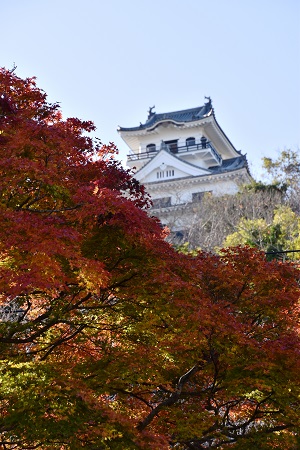 千葉県館山市 城山公園の紅葉