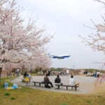 成田市さくらの山は千葉県で人気の桜の名所です