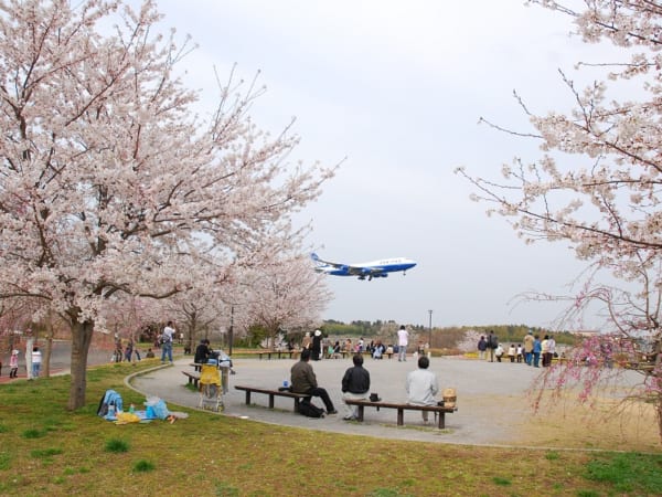 成田市さくらの山は千葉県で人気の桜の名所です