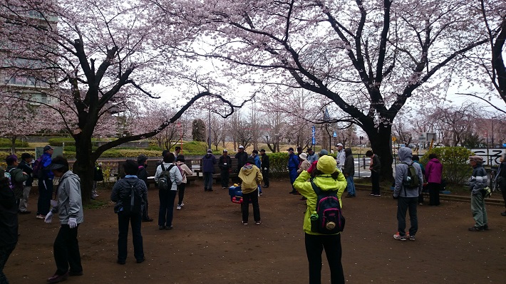 四街道中央公園から約10kmのコースを散策する「さくらウオーキング」