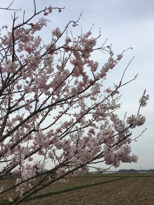 大野川沿いを彩る 130本のはるめき桜