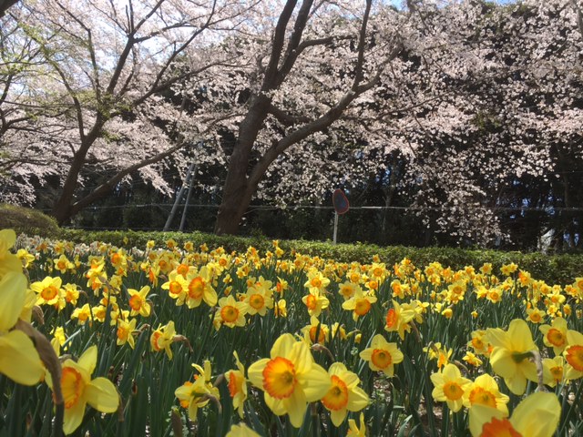萱田(かやだ)地区公園で開催される花のフェスティバル第1弾「スイセンまつり」