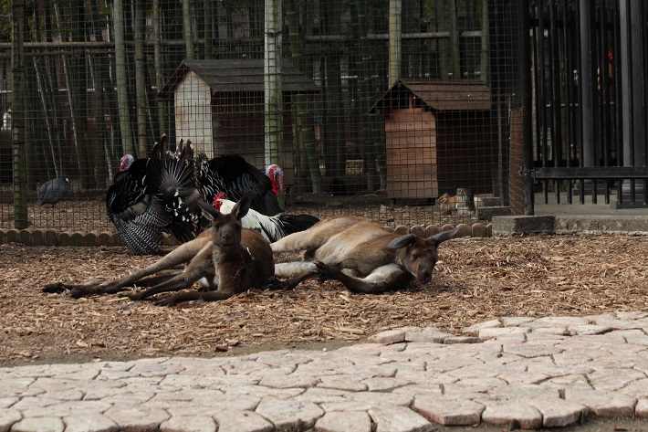 Sayuri World〜サユリワールド〜のびのび暮らす幸せな動物たち