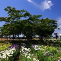 埼玉県久喜市の菖蒲城址あやめ園に咲き誇る花と木々